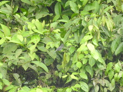 Thamnophilus multistriatus