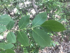 Fraxinus albicans