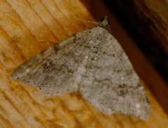 Macaria pinistrobata