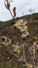 Cercocarpus betuloides