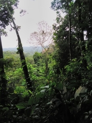 Rupornis magnirostris