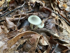 Clitocybe odora