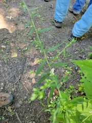 Symphyotrichum lateriflorum