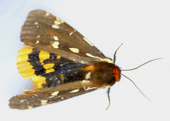 Arctia parthenos