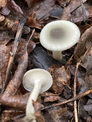 Clitocybe odora