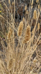 Phalaris aquatica