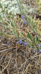 Trichostema lanceolatum