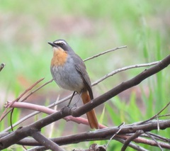 Cossypha caffra caffra