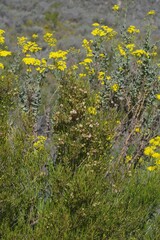 Dodonaea viscosa