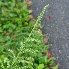 Artemisia indica