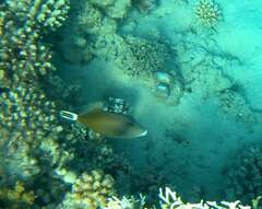 Sufflamen albicaudatum