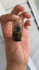 Neotibicen pruinosus