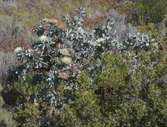 Protea nitida
