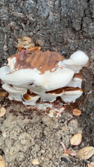 Ganoderma polychromum