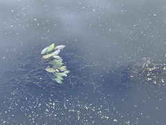 Vallisneria spiralis