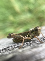 Melanoplus