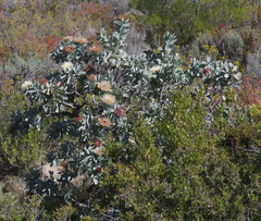 Protea nitida