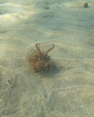 Sepia prashadi
