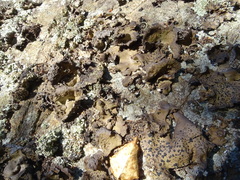 Umbilicaria muhlenbergii