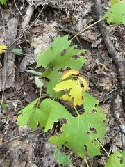 Sanguinaria canadensis