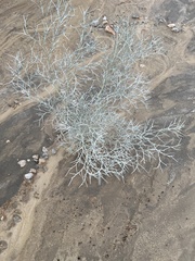 Psorothamnus spinosus