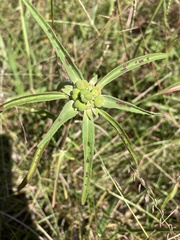 Chariesterus antennator