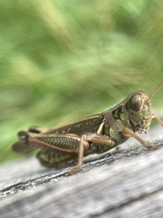 Melanoplus