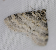 Lobophora nivigerata