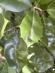 Chrysomya rufifacies