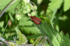 Pyrochroa serraticornis
