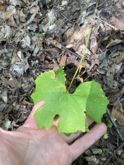 Sanguinaria canadensis
