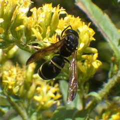 Ancistrocerus adiabatus