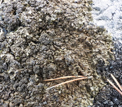 Xanthoparmelia loxodes