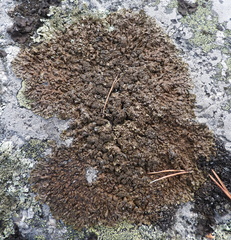 Xanthoparmelia loxodes