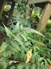 Athyrium niponicum