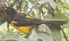 Icterus wagleri