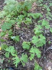 Sanguinaria canadensis