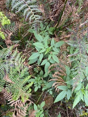 Cedronella canariensis