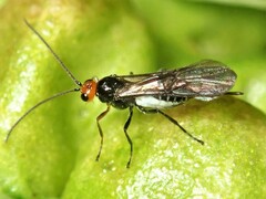 Braconidae