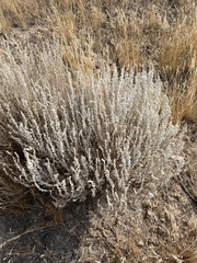 Krascheninnikovia lanata