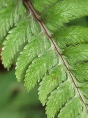 Athyrium niponicum