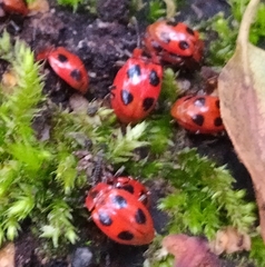 Endomychus coccineus