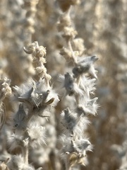 Krascheninnikovia lanata