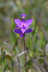 Calopogon tuberosus