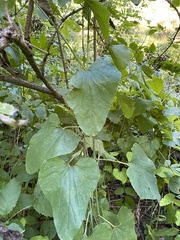 Aristolochia clematitis
