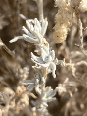 Krascheninnikovia lanata