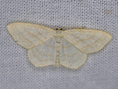 Scopula quadrilineata