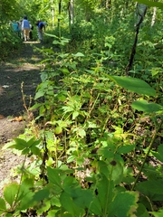 Agrimonia gryposepala