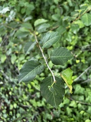 Rhamnus