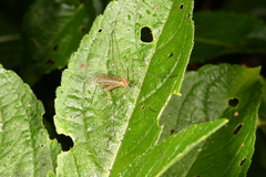 Limonia nubeculosa